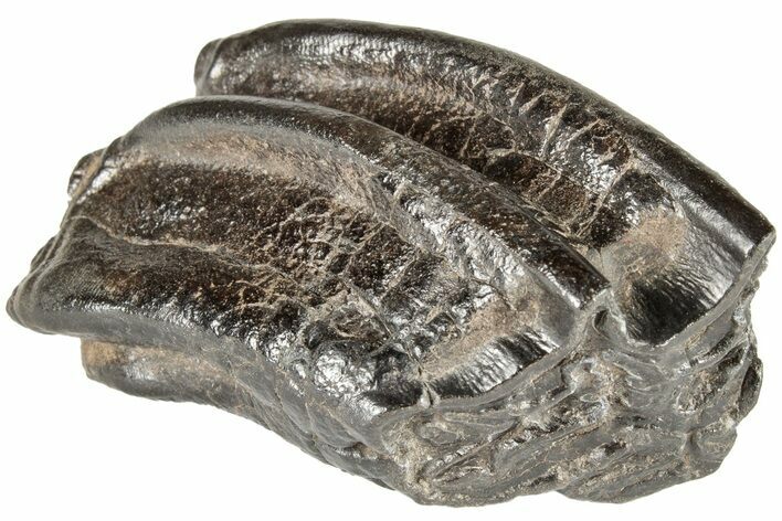 Pleistocene Aged Fossil Horse Tooth - South Carolina #208509